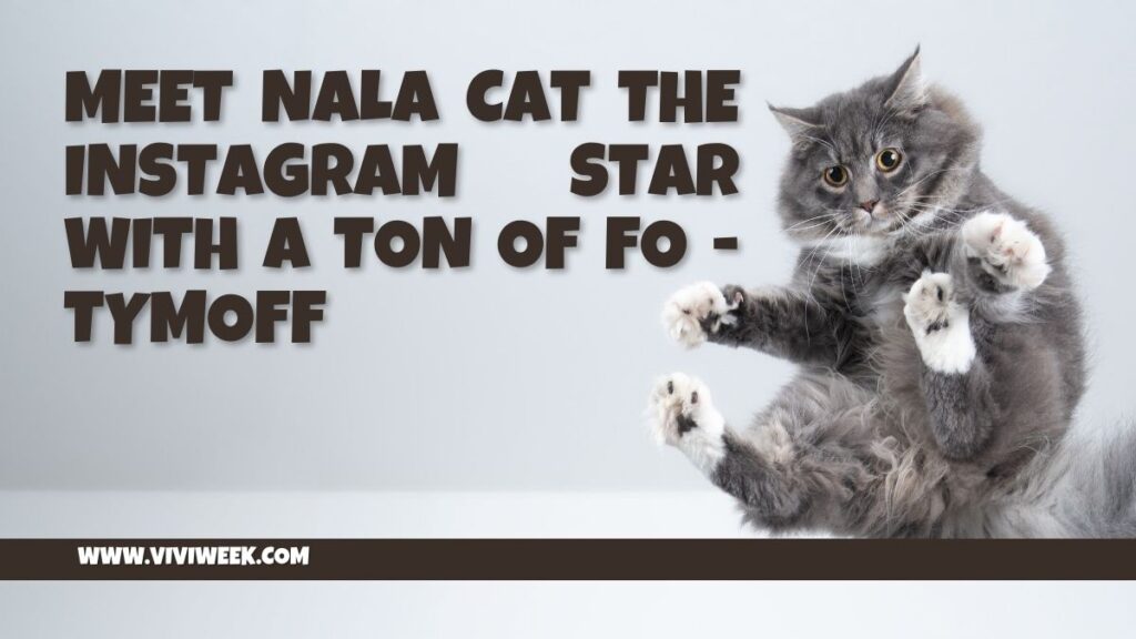 meet nala cat: the instagram star with a ton of fo - tymoff