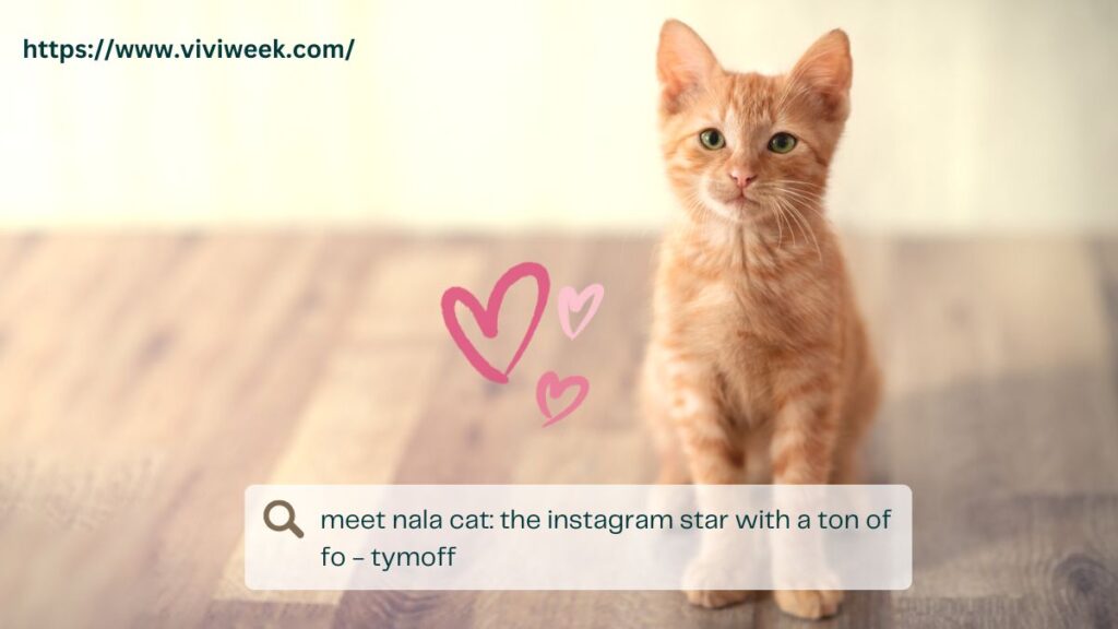 meet nala cat the instagram star with a ton of fo - tymoff