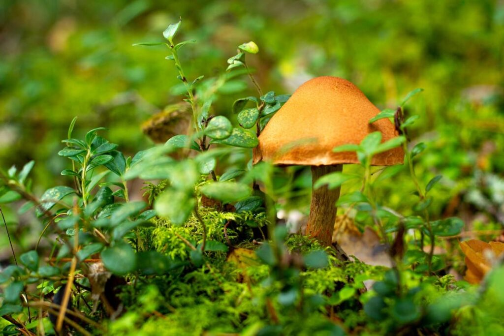 Mushroom Gummies